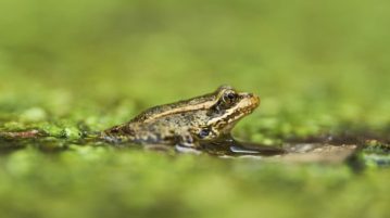 AI detects sound of frog species threatened in Southern California